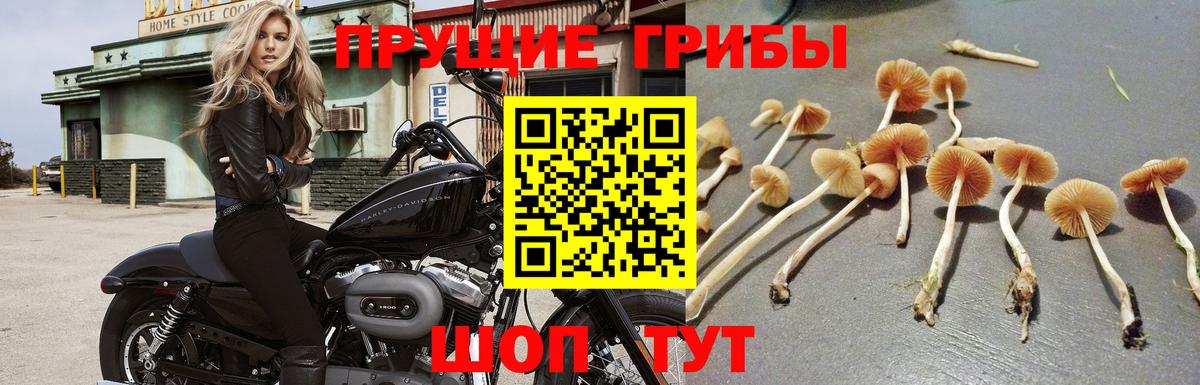 Псилоцибиновые грибы Psilocybe  Вход с VPN  Котовск 